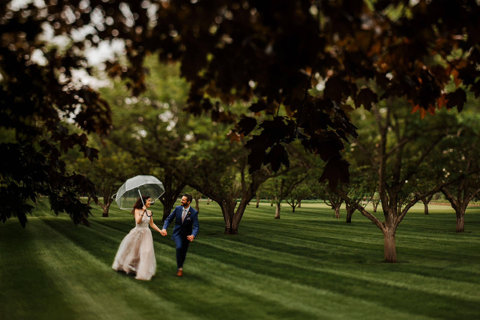 Couple walking through orchard with clear umbrella at backyard wedding in Berrien Springs Michigan