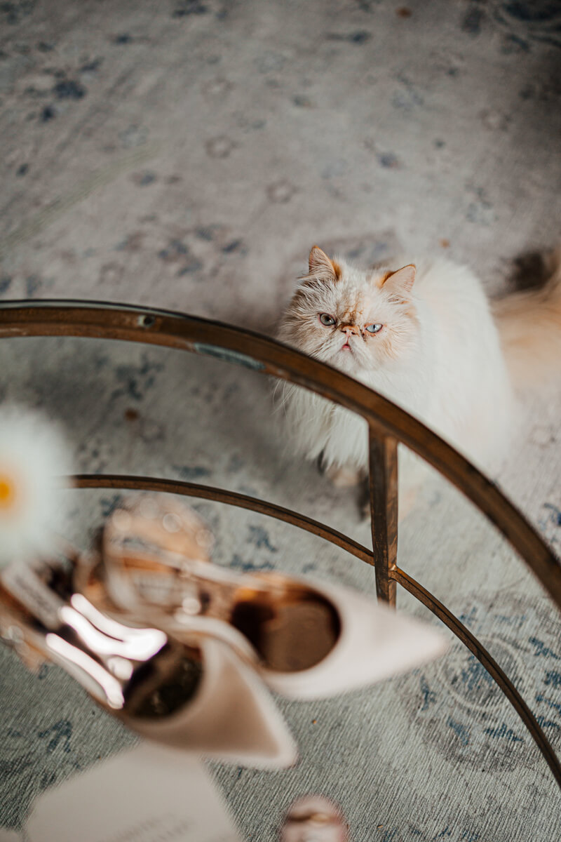 Persian cat eyeing bridal heels on glass coffee table during wedding getting ready